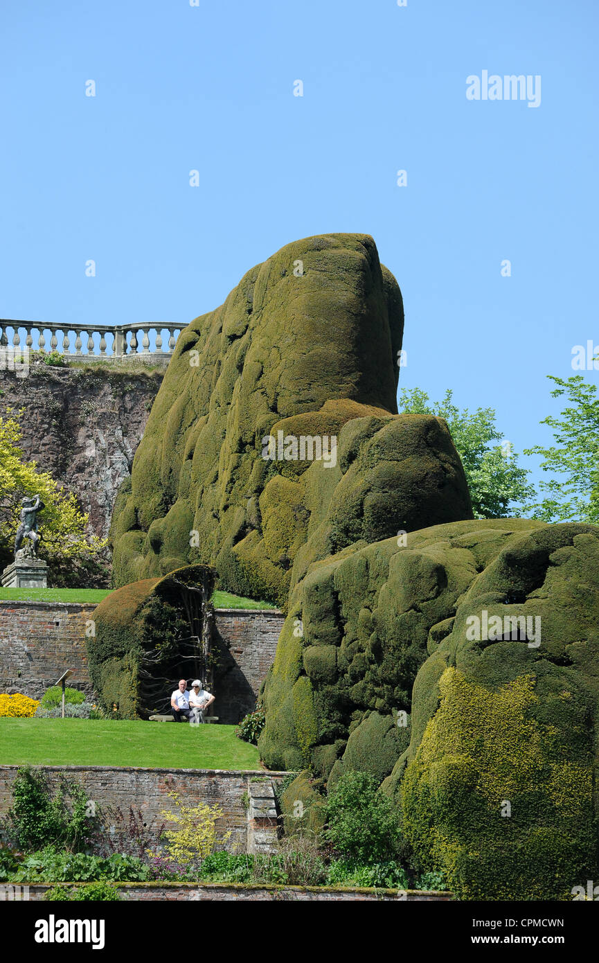 Alten Baum Eibenhecken Uk Stockfoto