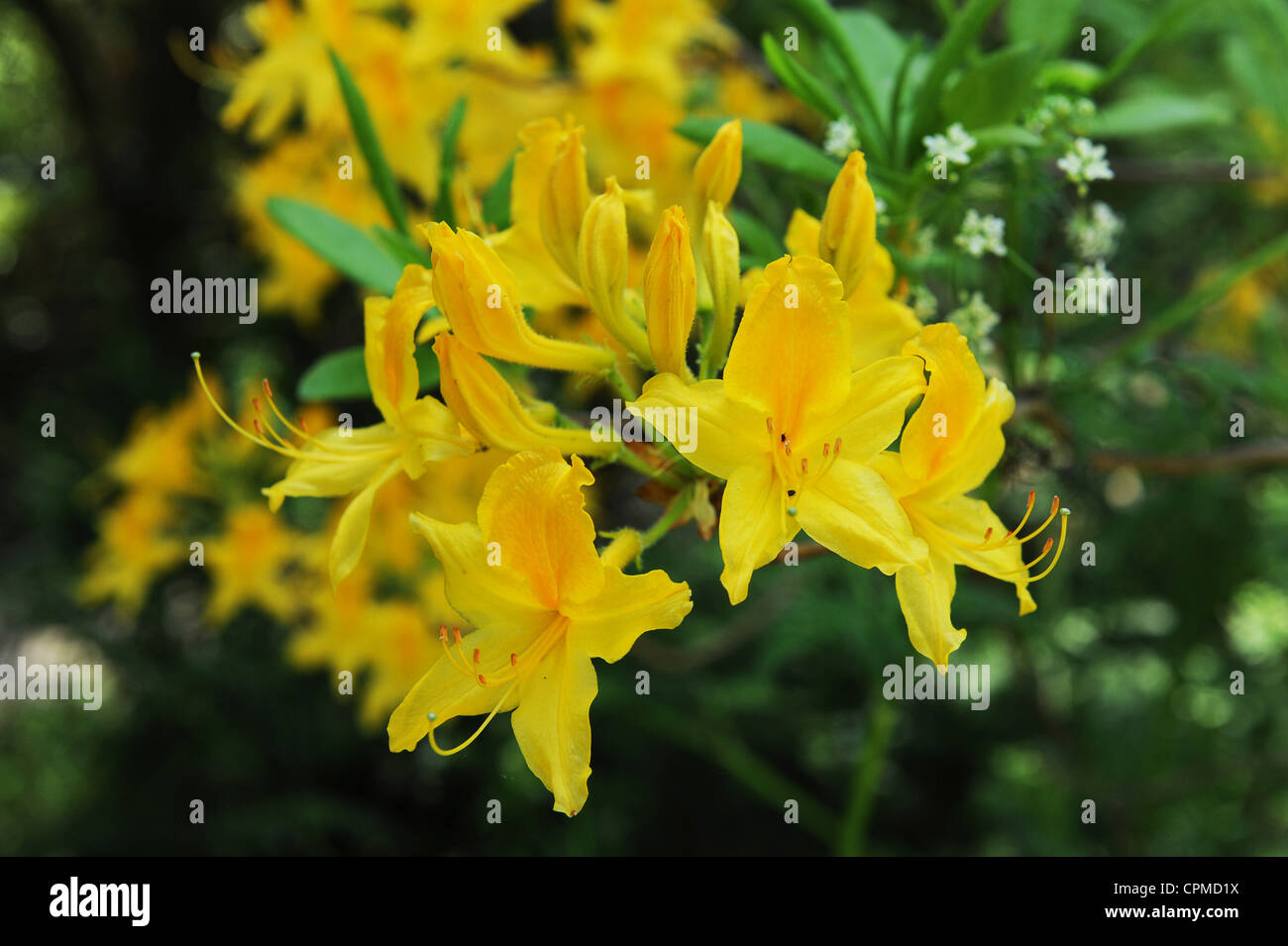 Gelbe Azalee Rhododendron Sorte Uk Stockfoto