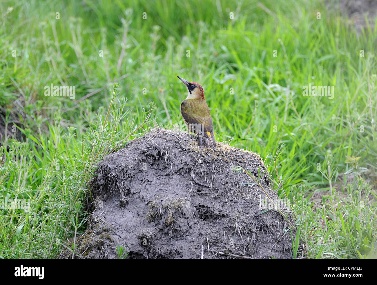 Grünspecht auf Ameisenhaufen Uk Stockfoto
