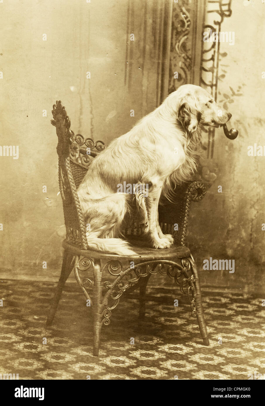 Profilbildnis des Hundes auf Korbstuhl raucht eine Pfeife Stockfoto