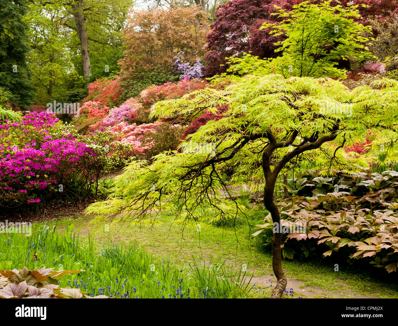 Azaleen und Rhododendren in Exbury Gardens, Hampshire. UK Stockfoto