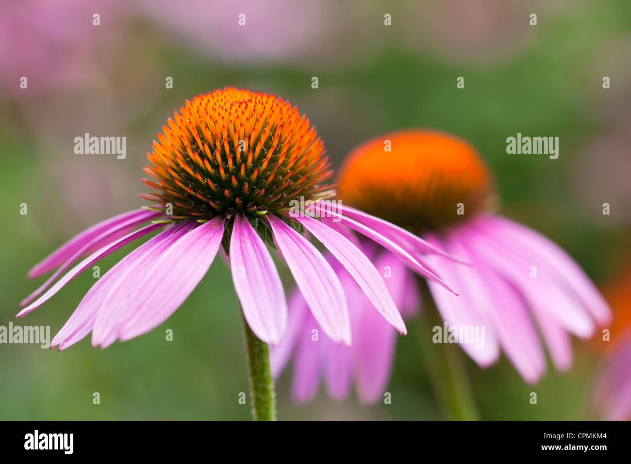 Lila Sonnenhut, Echinacea Purpurea, Nahaufnahme Stockfoto