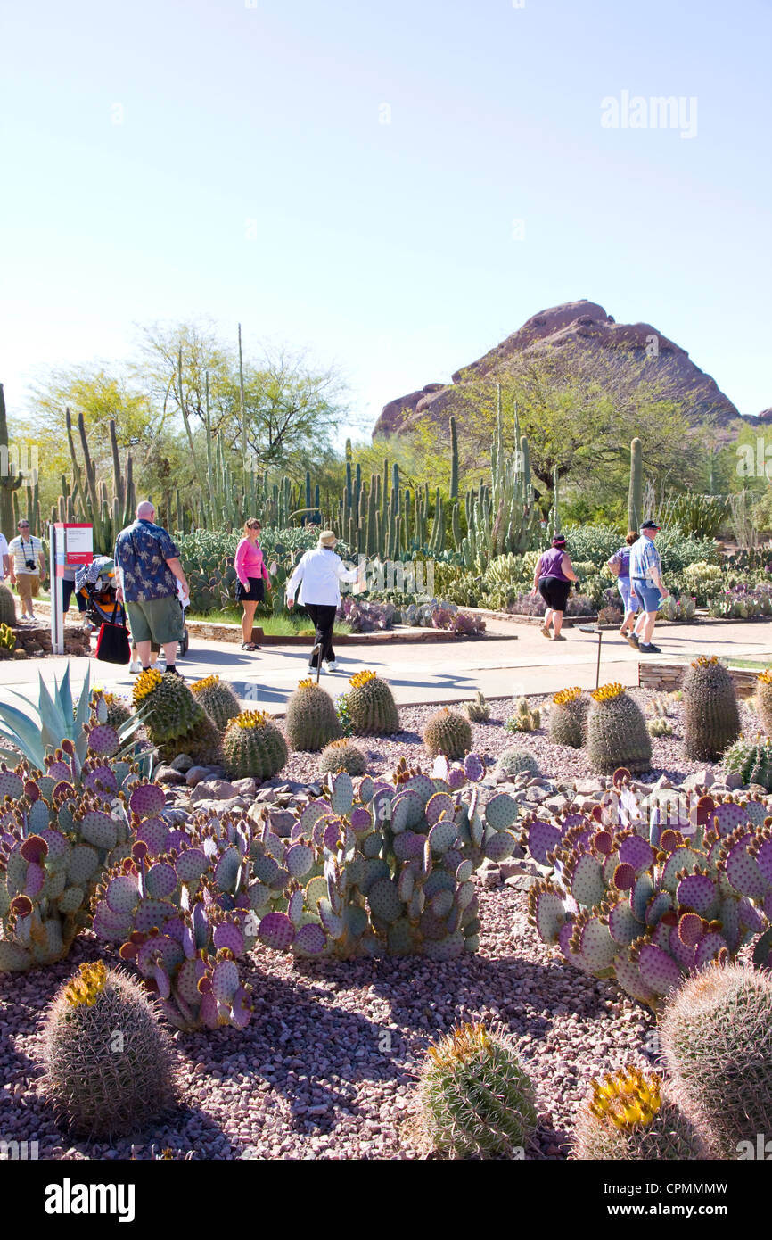 Kakteen und andere Wasser-remanent Pflanzen aus trockenen Regionen auf der ganzen Welt auf dem Display bei Desert Botanical Garden in Phoenix, AZ Stockfoto