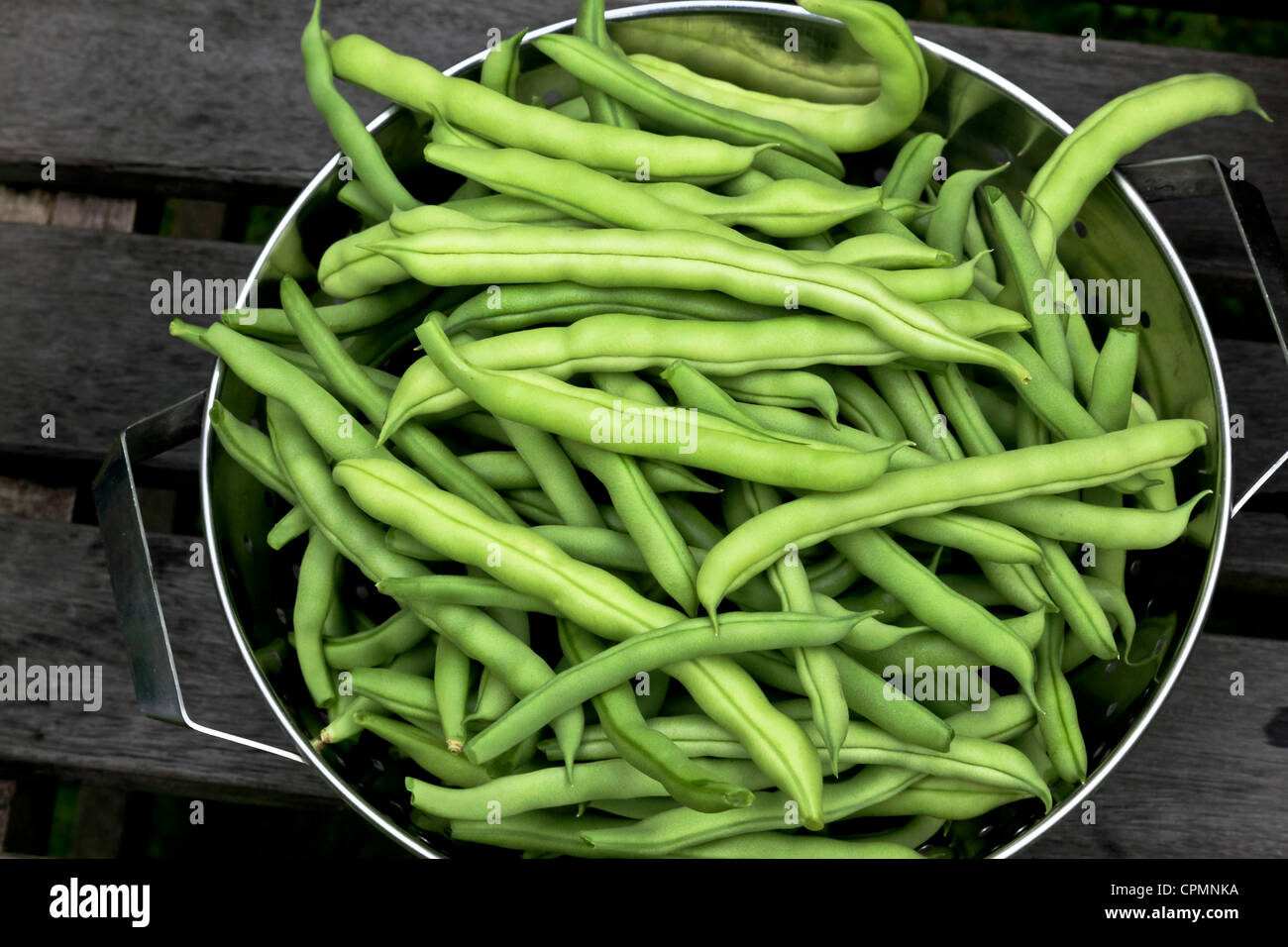3924. französische Bohnen, Herbst Garten Ernte, Kent UK Stockfoto