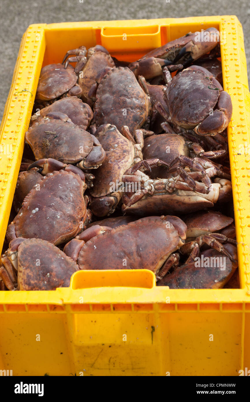 Fangfrische Krabben bereit für Fischhändler. Hafen von Stonehaven Schottland, Vereinigtes Königreich Stockfoto