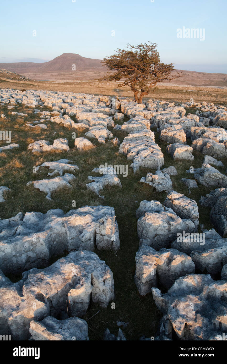 Ingleborough in den Yorkshire Dales, von Skalen Moor gesehen. Stockfoto