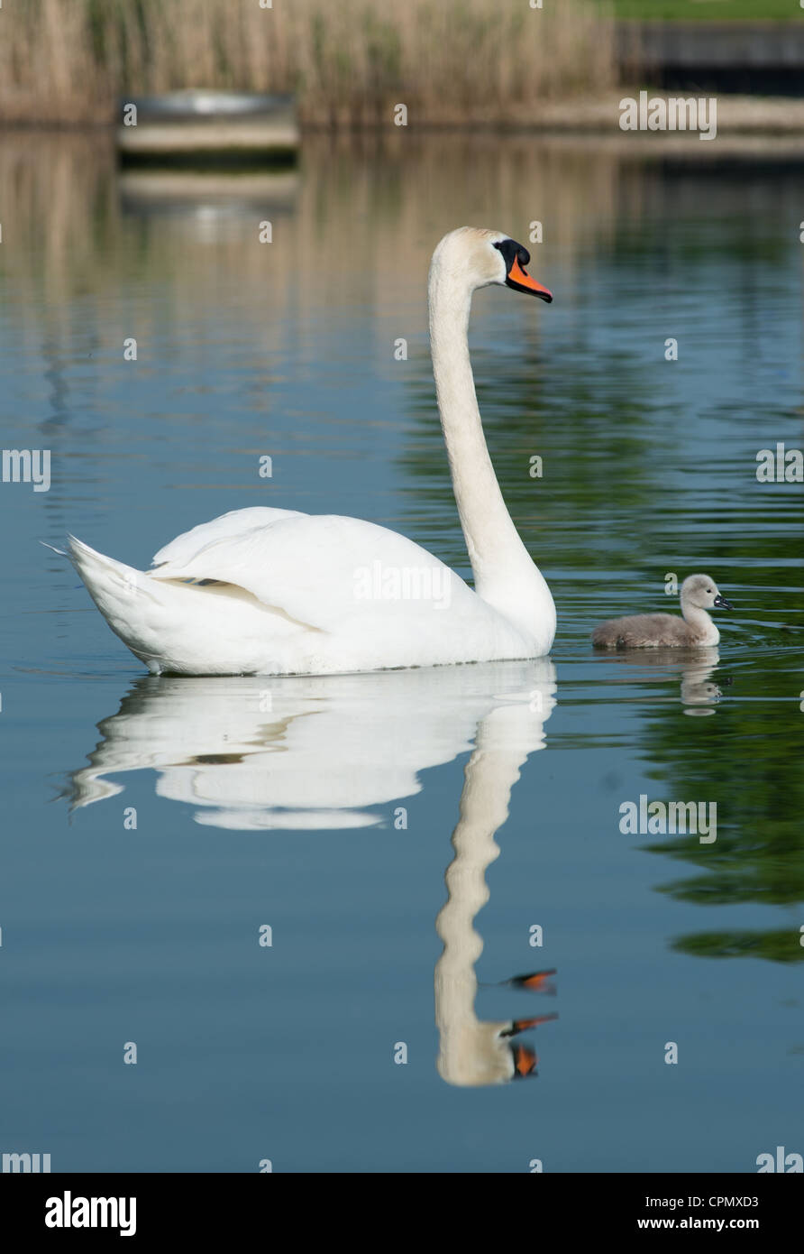 Stummschalten Sie mit Cygnets Schwäne im Morgenlicht. Nächsten, Cambridgeshire, England. Stockfoto