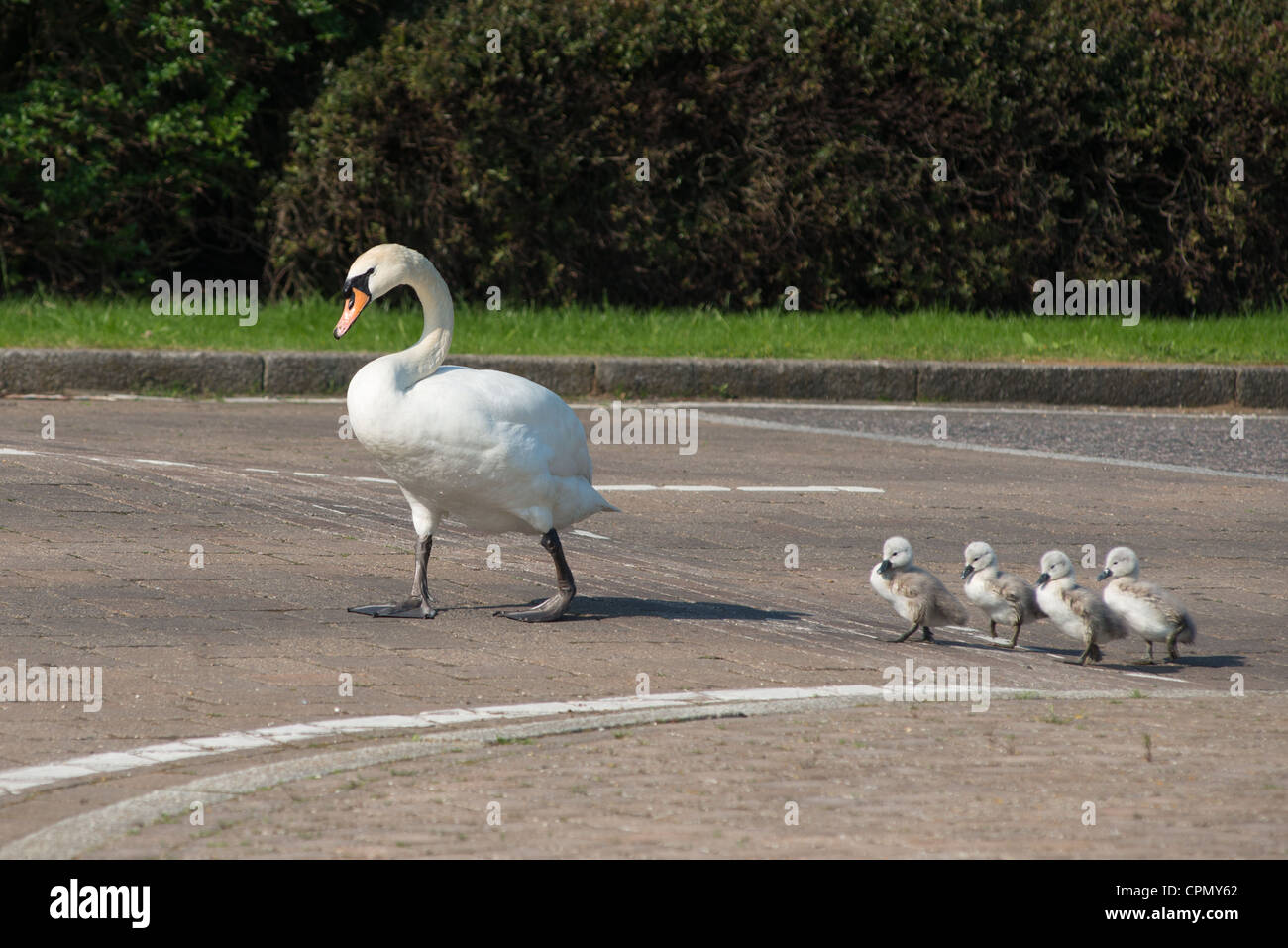 Familie von Schwänen überqueren Sie die Straße. Nächsten, England. Stockfoto