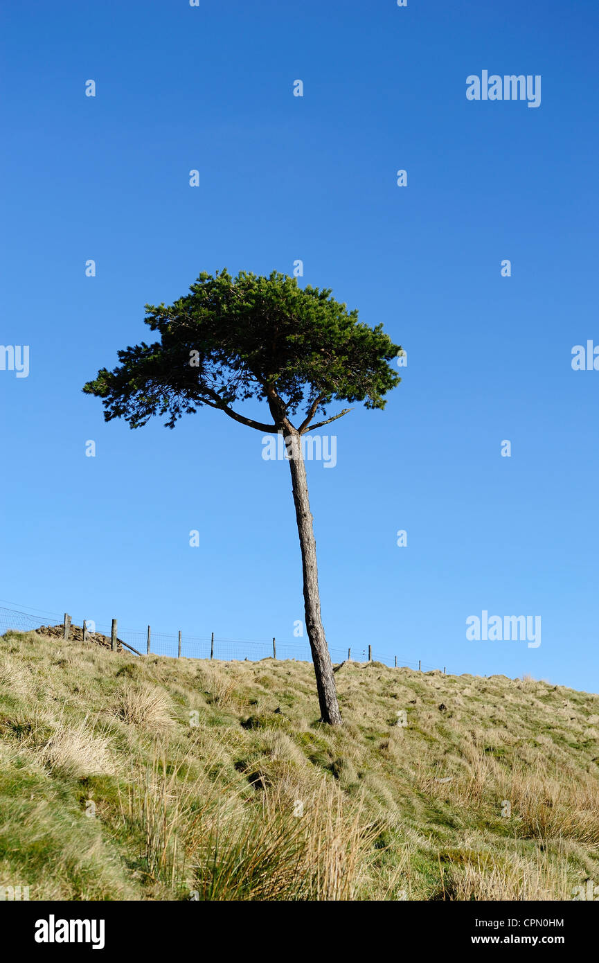 isolierte Baum auf Mam Tor Derbyshire Peak District England uk Stockfoto