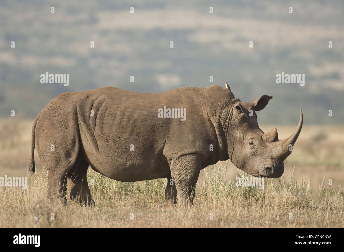 Nashorn ohr -Fotos und -Bildmaterial in hoher Auflösung – Alamy