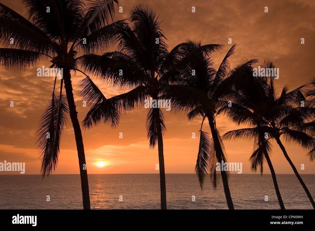 Elk284-3339 Hawaii, HI, Hawaiian sunset Anaehoomalu Bucht mit Palmen Stockfoto
