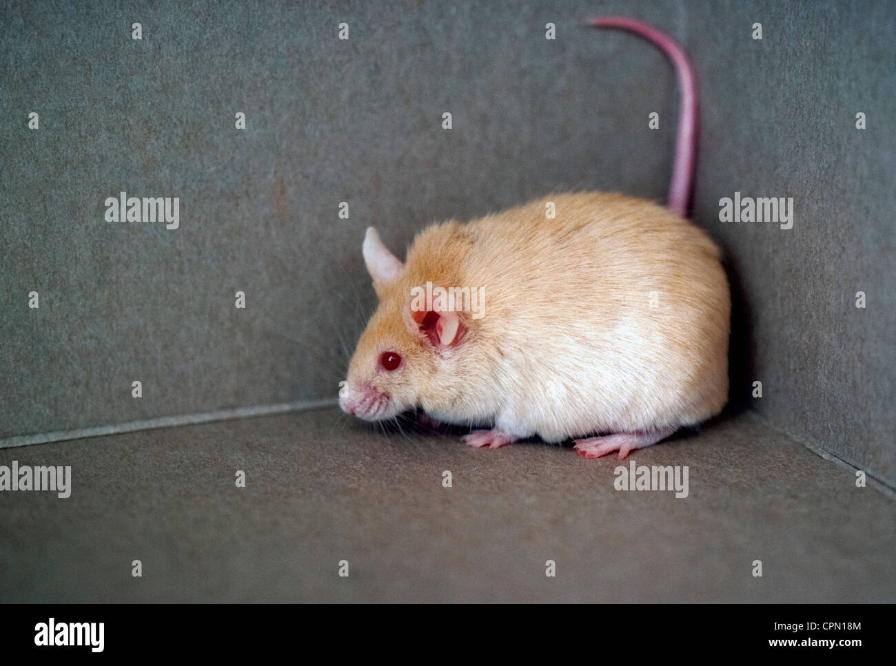 Ein beliebtes Haustier für Kinder ist die weiße Maus, die sehr niedlich wegen seiner roten Augen, rosa Füße und Schweif und hellem Fell gilt. Stockfoto