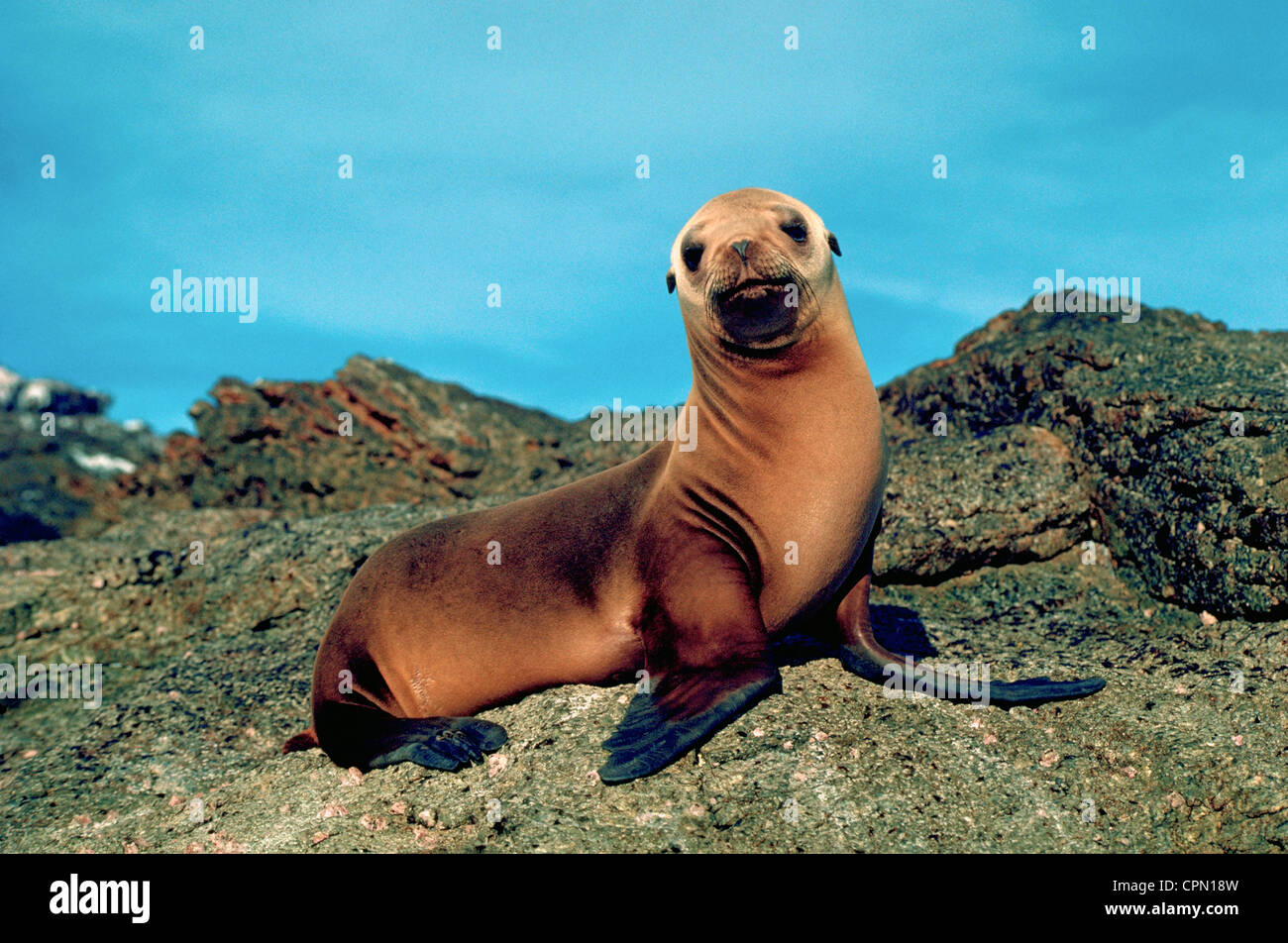 Eine junge kalifornische Seelöwe posiert für sein Porträt auf einem Felsvorsprung im Pazifischen Ozean vor der Küste von Süd-Kalifornien, USA. Stockfoto