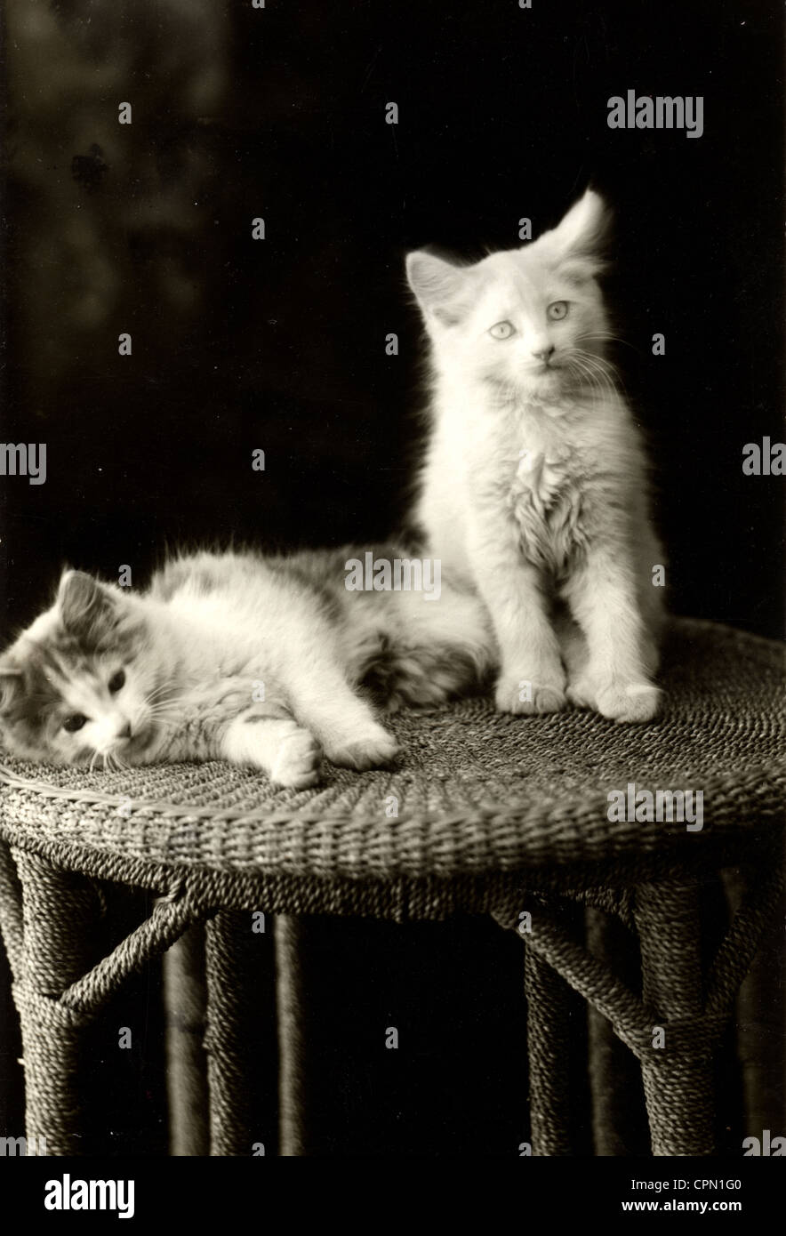 Stehen zwei Perserkatzen auf große Runde Wicker Stockfoto