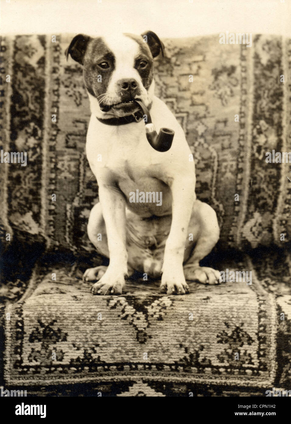 The smoking dog -Fotos und -Bildmaterial in hoher Auflösung – Alamy