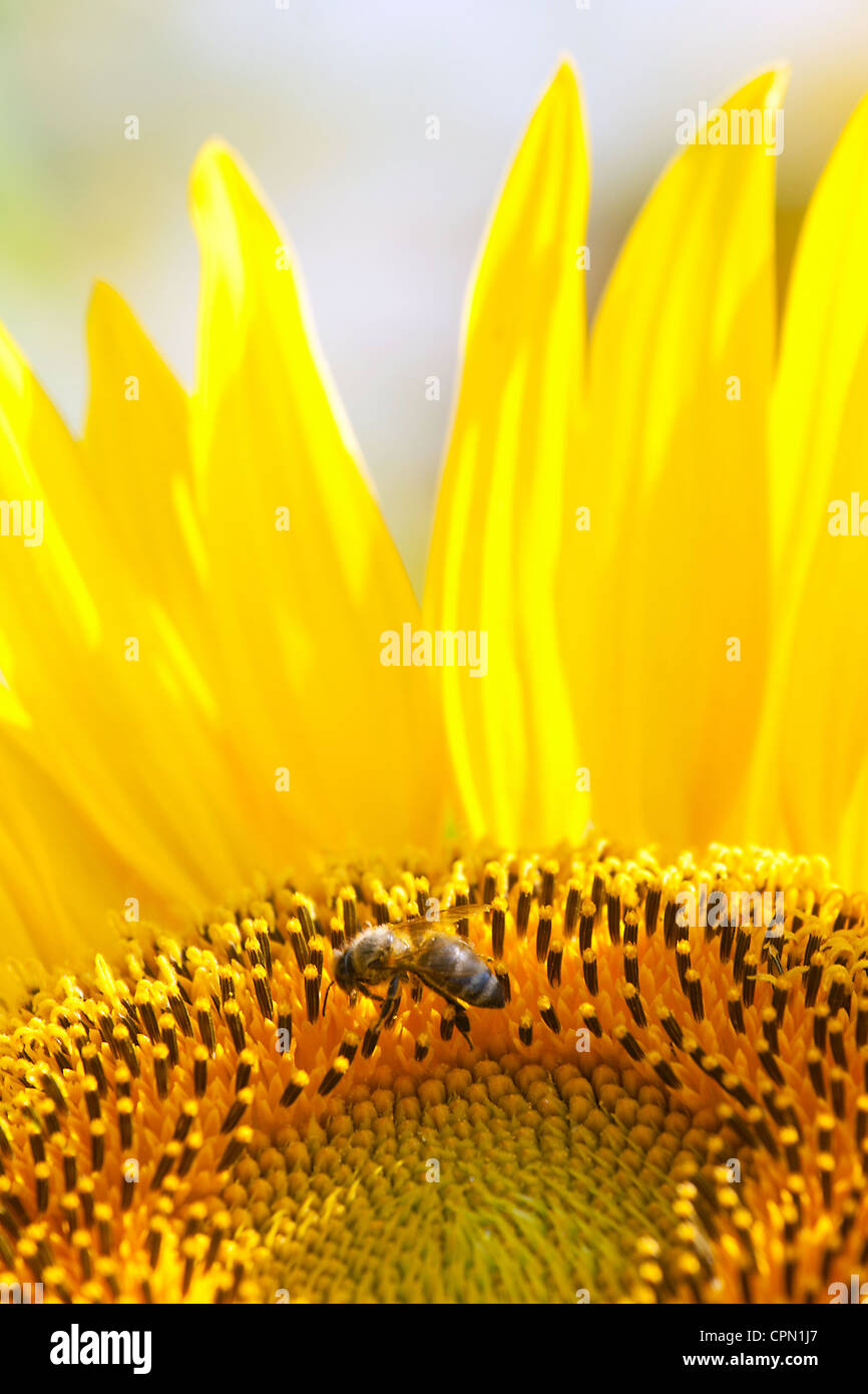 Biene auf eine schöne Sonnenblume Stockfoto