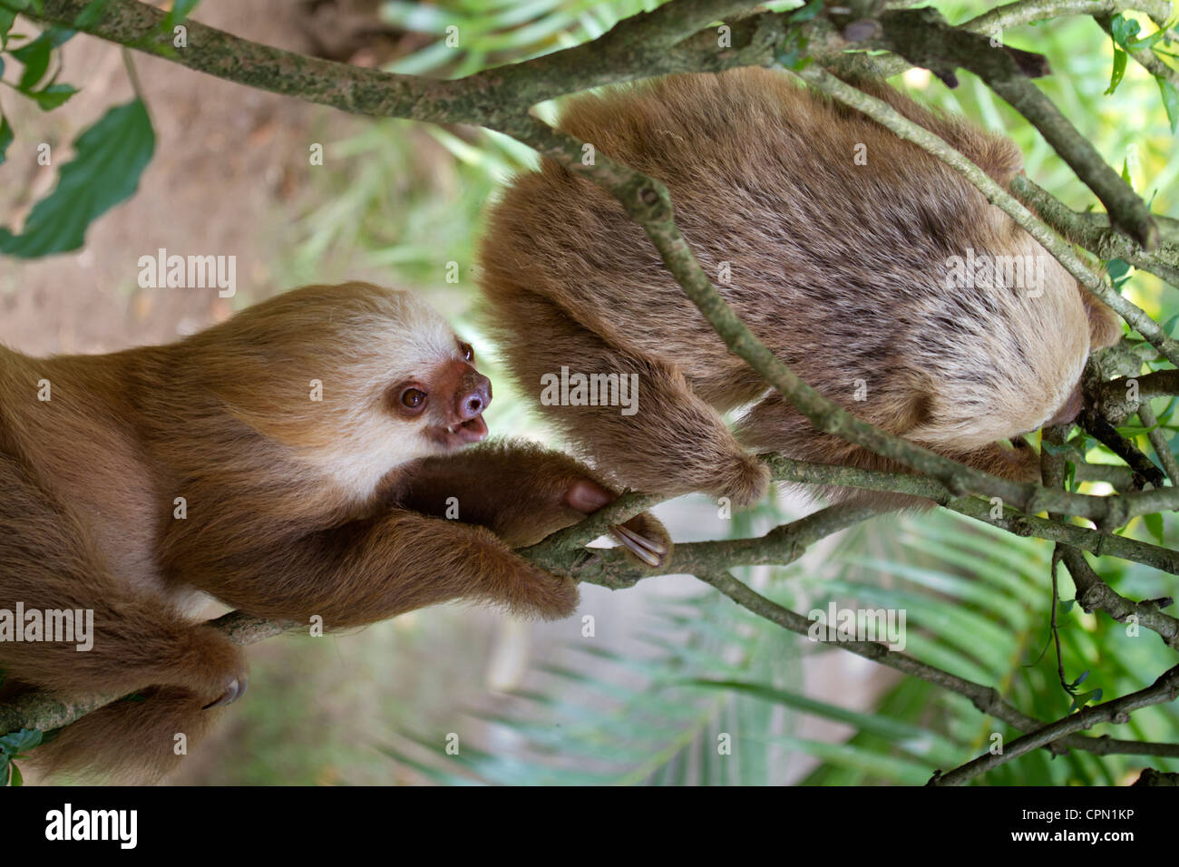 Zwei Babys von Zwei-toed sloth Klettern am Baum Stockfoto