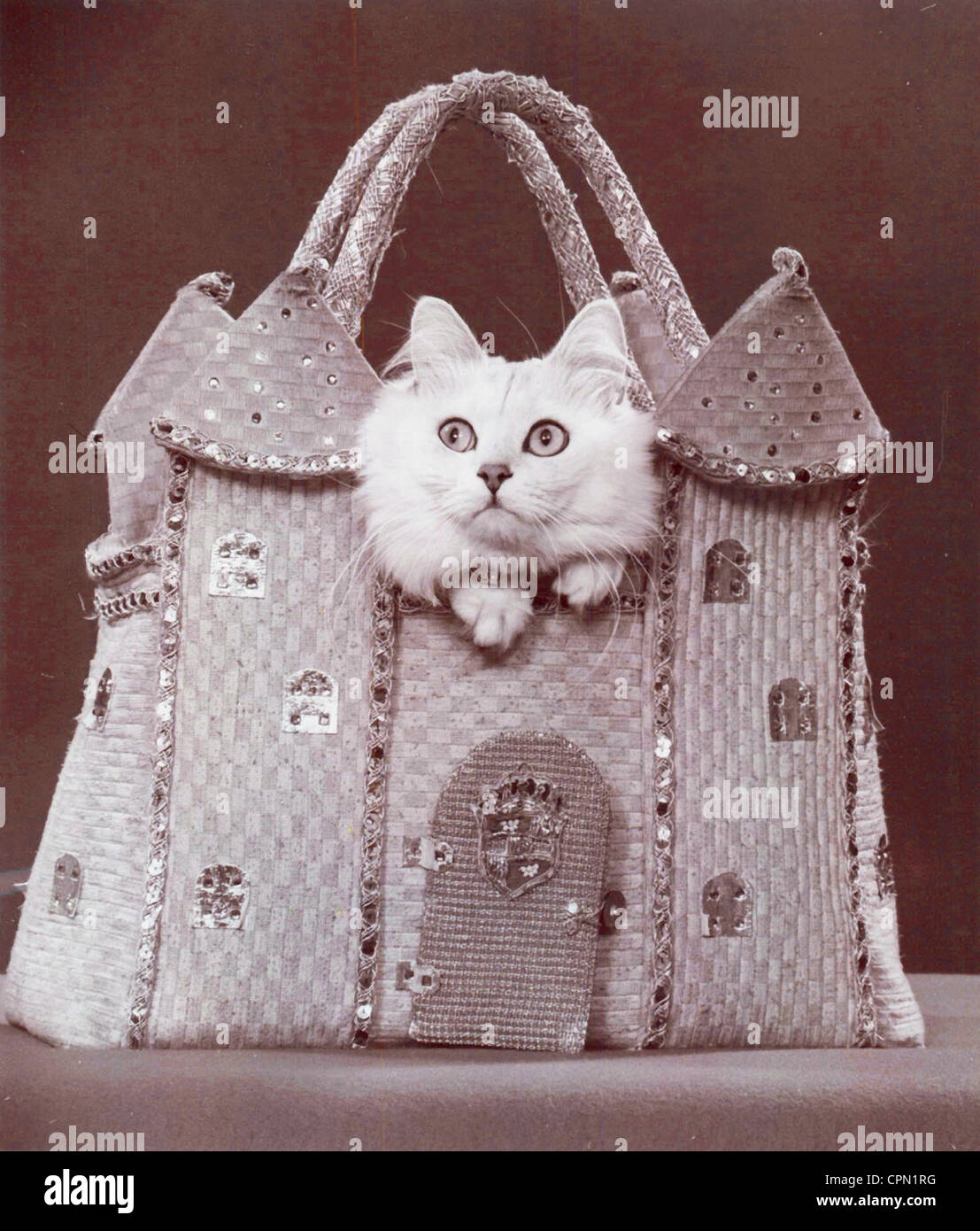 Weiße Perserkatze in Burg Taschenbuch Stockfoto