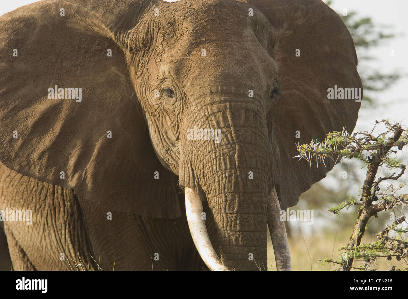 Elefantenkopf und Stoßzähne Stockfoto