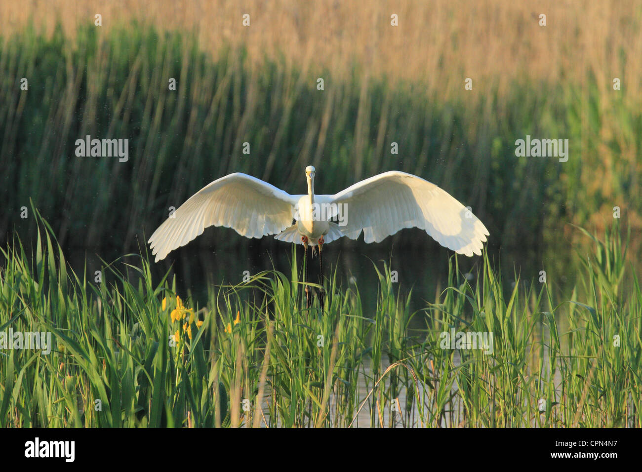 Eines das erste paar der Silberreiher, erfolgreich in Großbritannien nest fliegt in Schilf auf Suche nach Nahrung für ihre Küken. Stockfoto