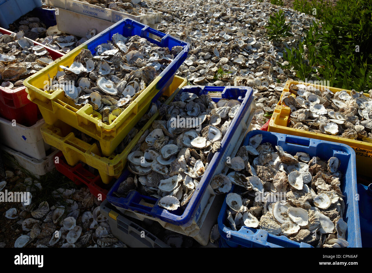 Austern Muscheln stapelten sich außerhalb "Der Whitstable Oyster Company", Whitstable, Kent, UK. Stockfoto