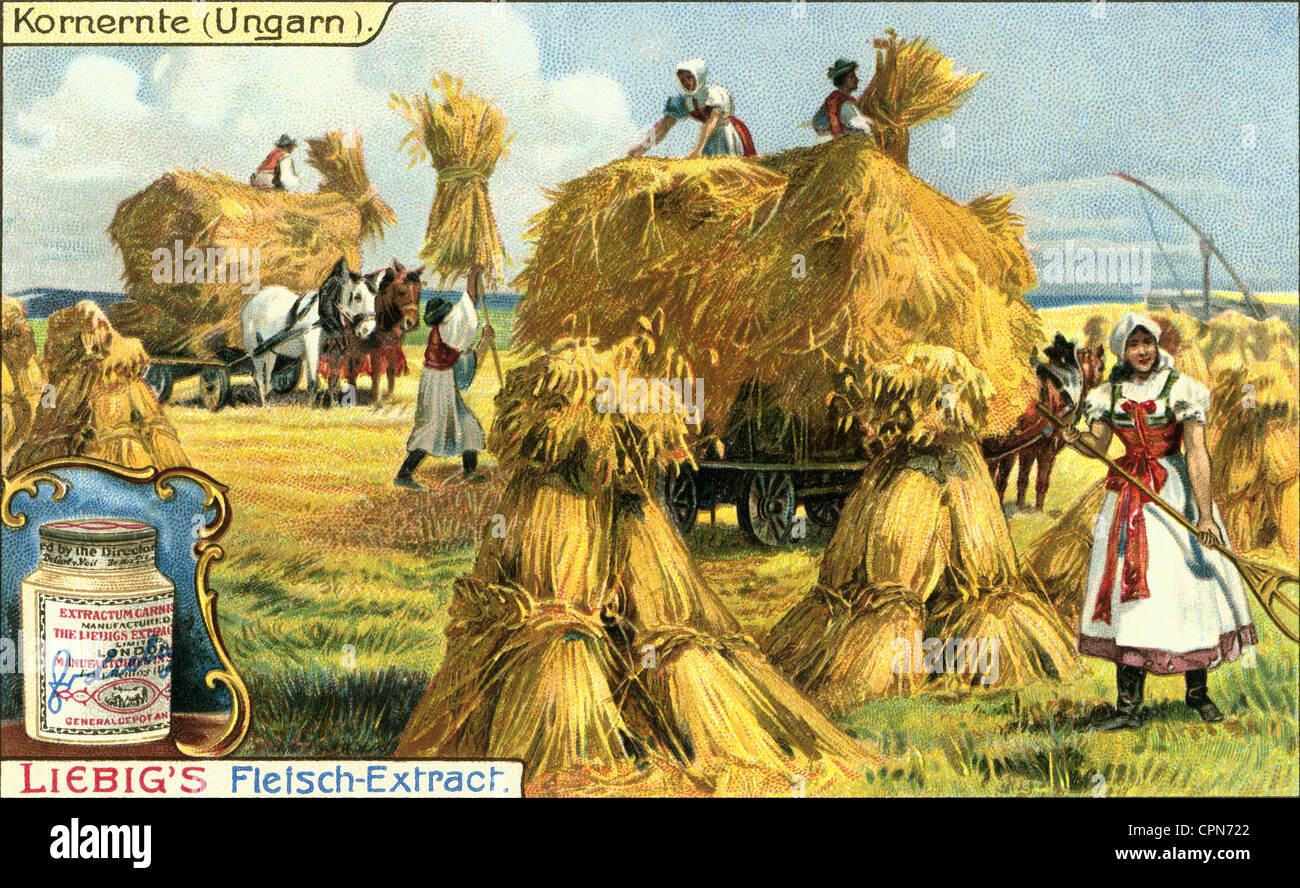 Landwirtschaft, Ernte, Getreideernte, schöne Sammlung Bild, Ungarn, um