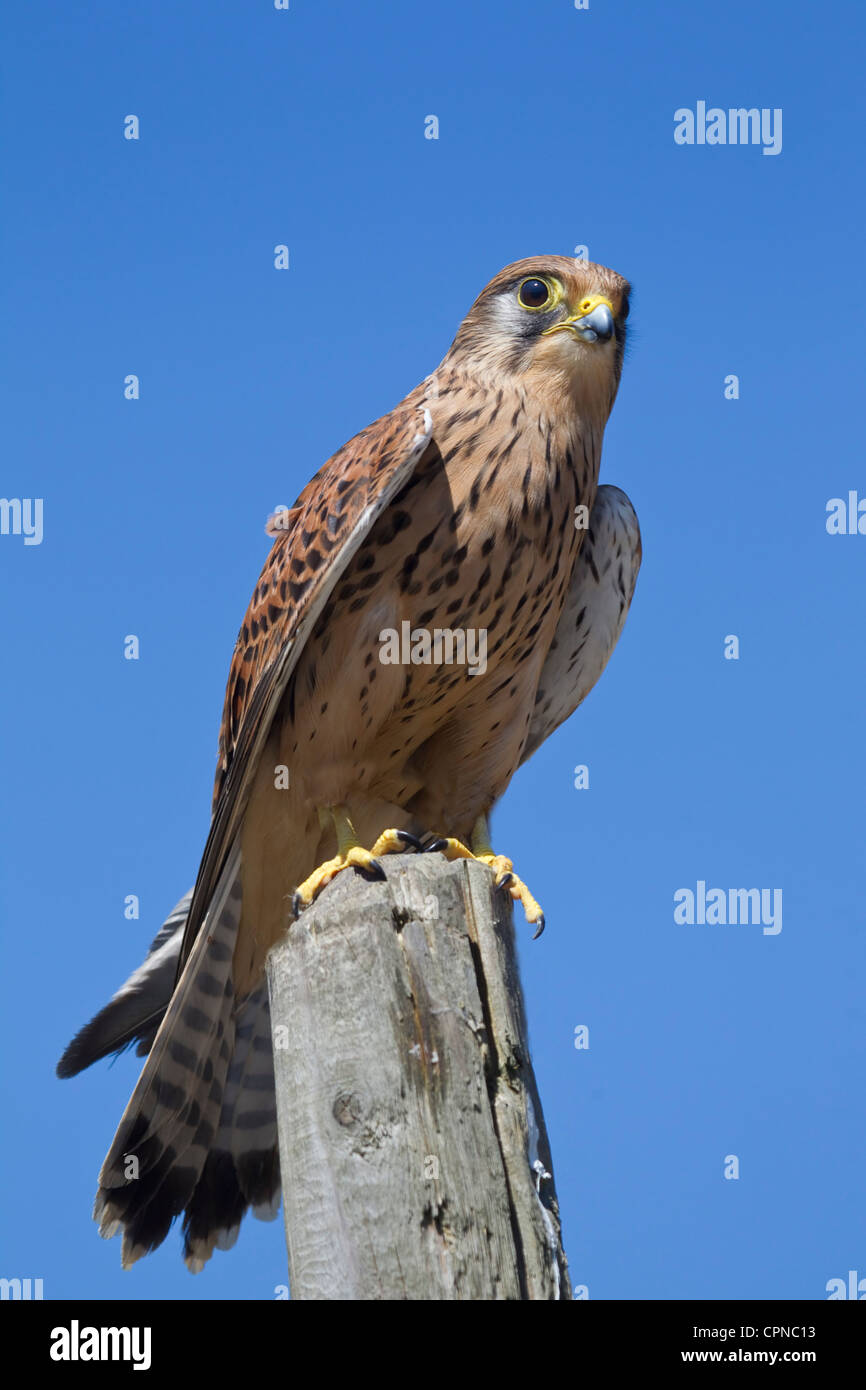 Porträt von Turmfalken Falco Tinnunculus thront auf einem hölzernen Pfosten gegen einen klaren blauen Himmel genommen unter kontrollierten Bedingungen Stockfoto