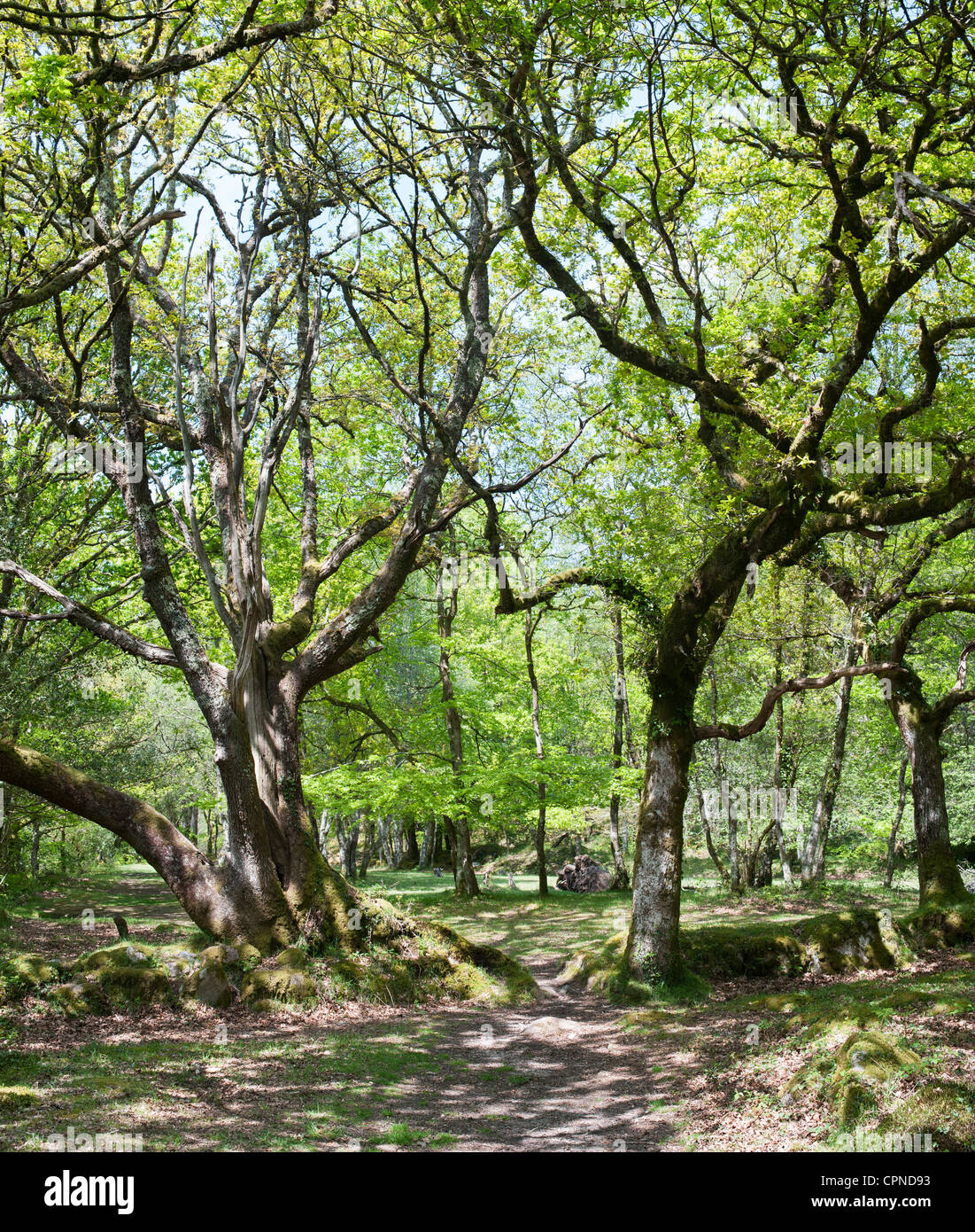 Eiche und Buche Bäume den Weg neben dem Fluss Dart. Devon, England Stockfoto