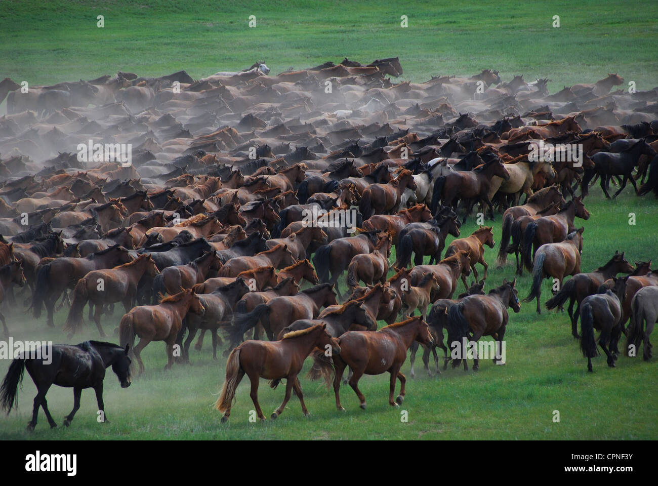 Das Lied von Den Zwei Pferden Stockfoto