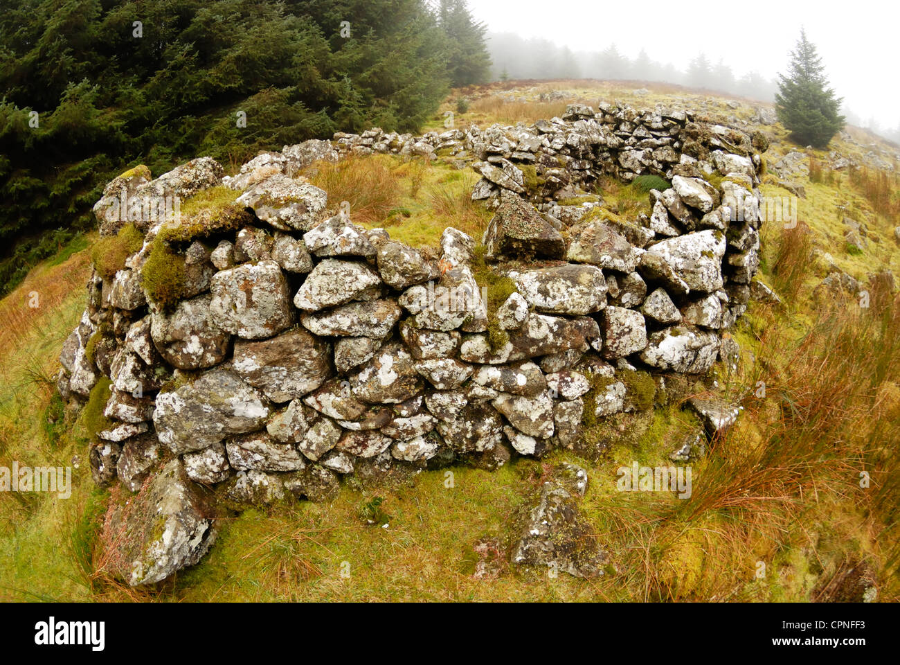 Reste eines Gebäudes am ehesten 18. zugeordnet. Jahrhundert Forstwirtschaft rund um wieder in Nord-Wales. Stockfoto