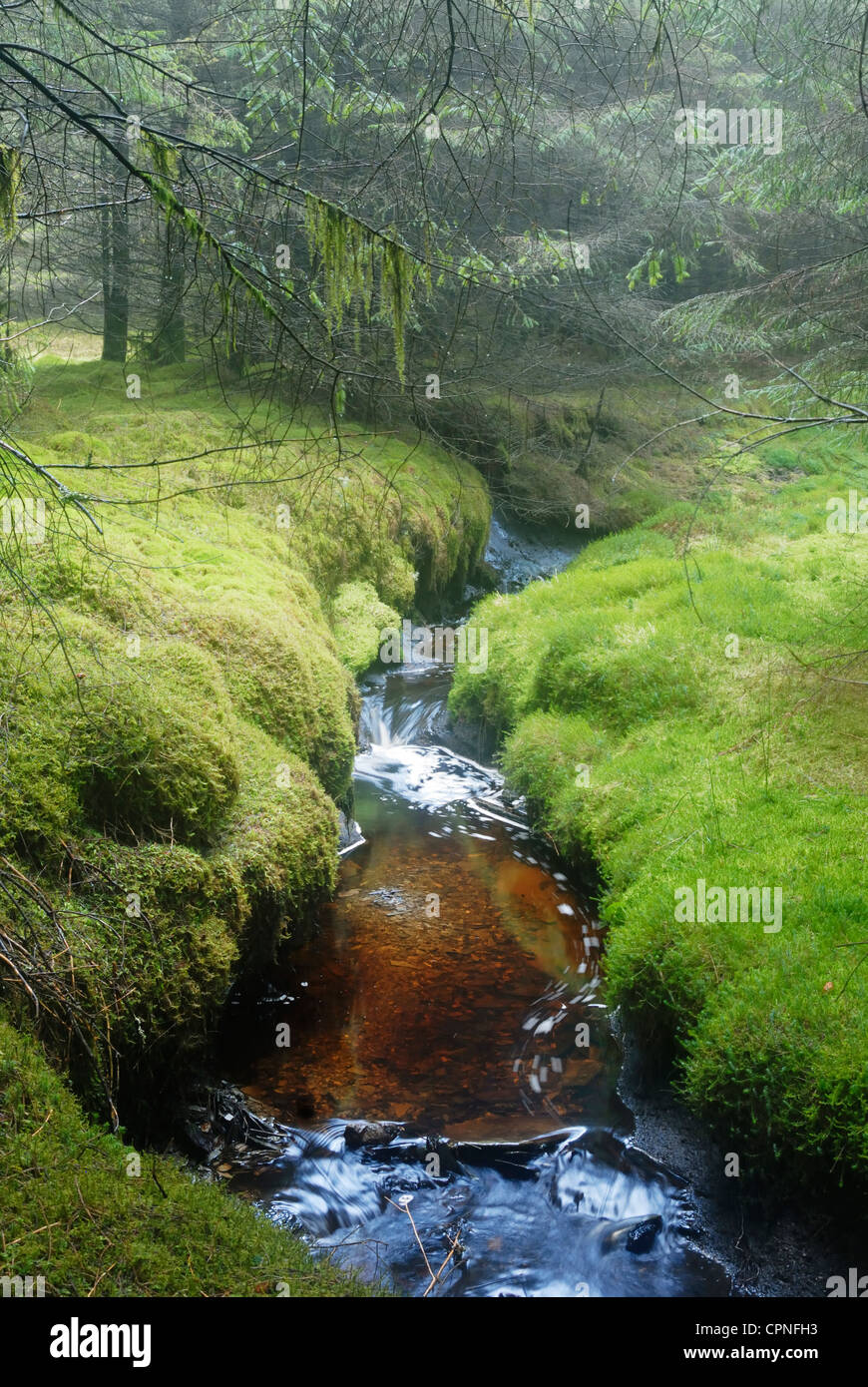 Stream von Torf aus den umliegenden Moorlandschaften, läuft durch einen Wald auf der Hochebene von Migneint gefärbt. Stockfoto
