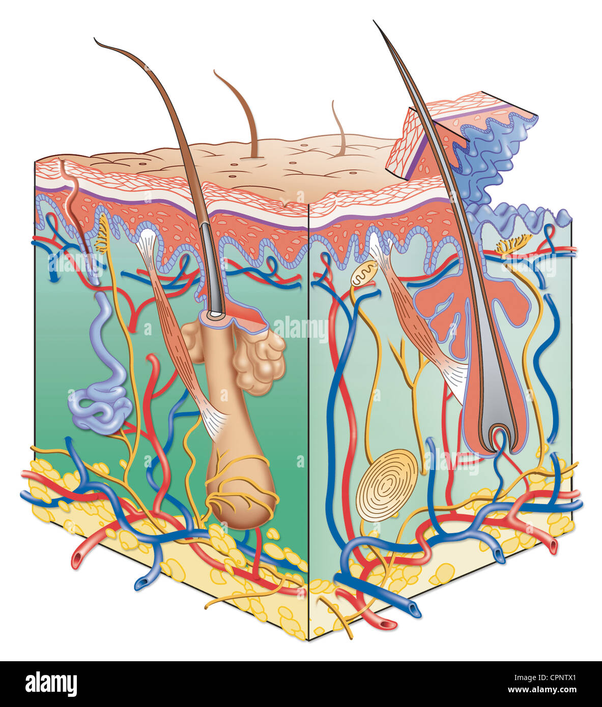 HAUT, ILLUSTRATION Stockfoto