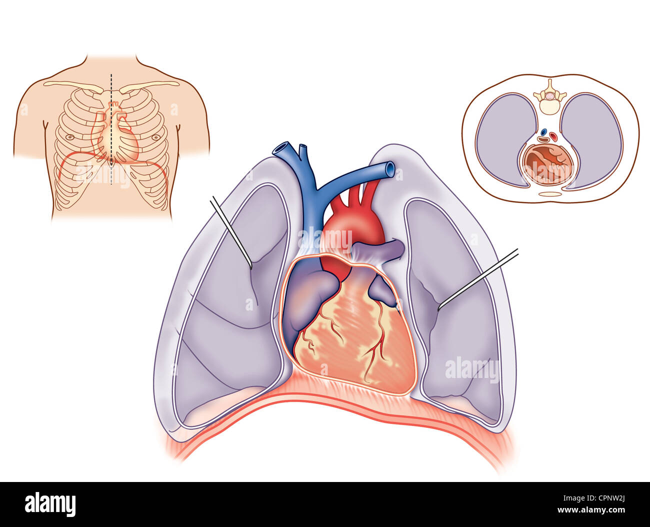 HERZ, ILLUSTRATION Stockfoto