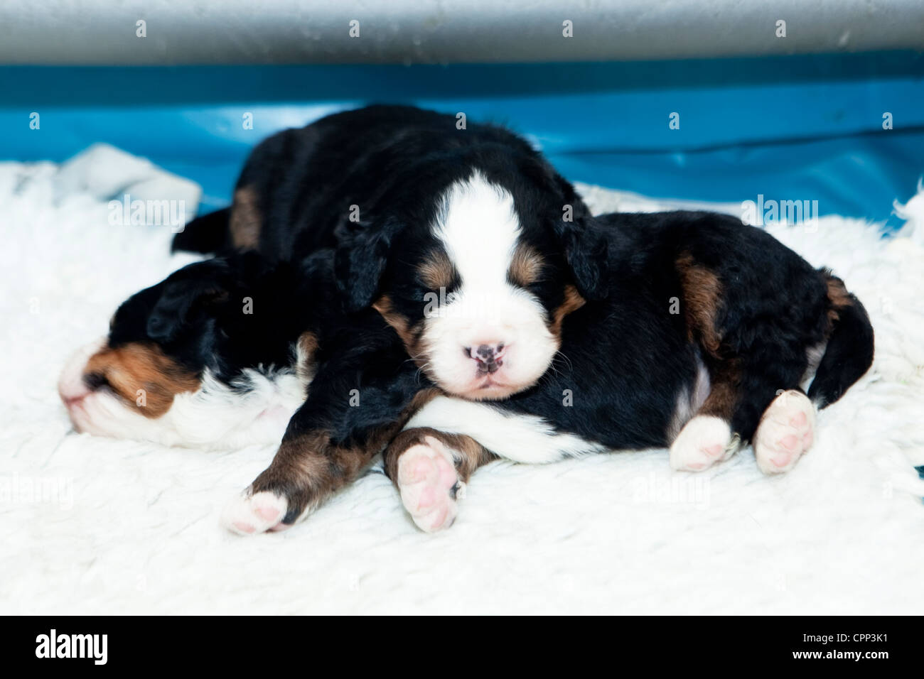 Berner Sennenhunde Neugeborene schlafen Stockfoto