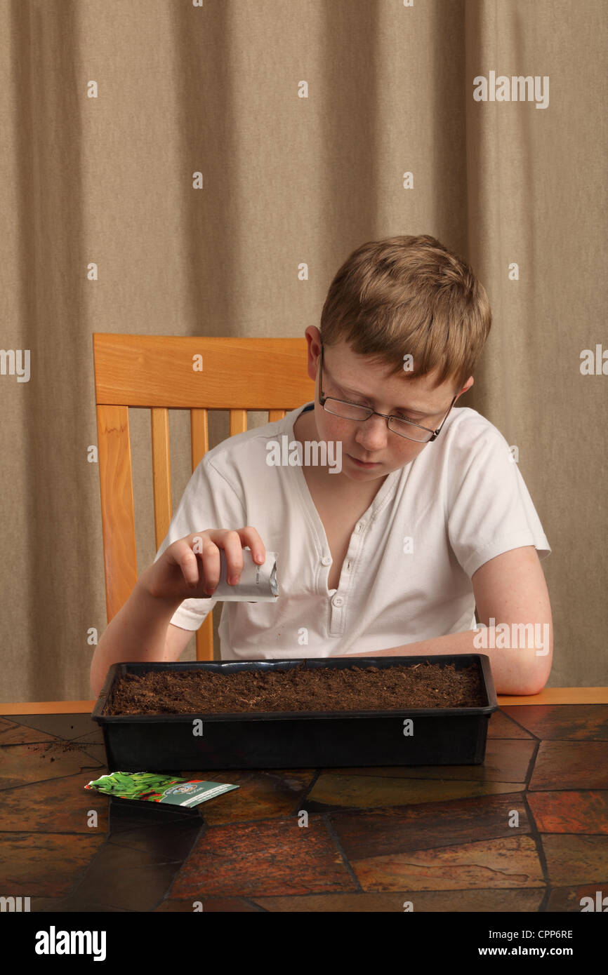 Ein 12-jähriger Junge Saat von Saatgut-Päckchen in einem Anzuchtkasten Stockfoto