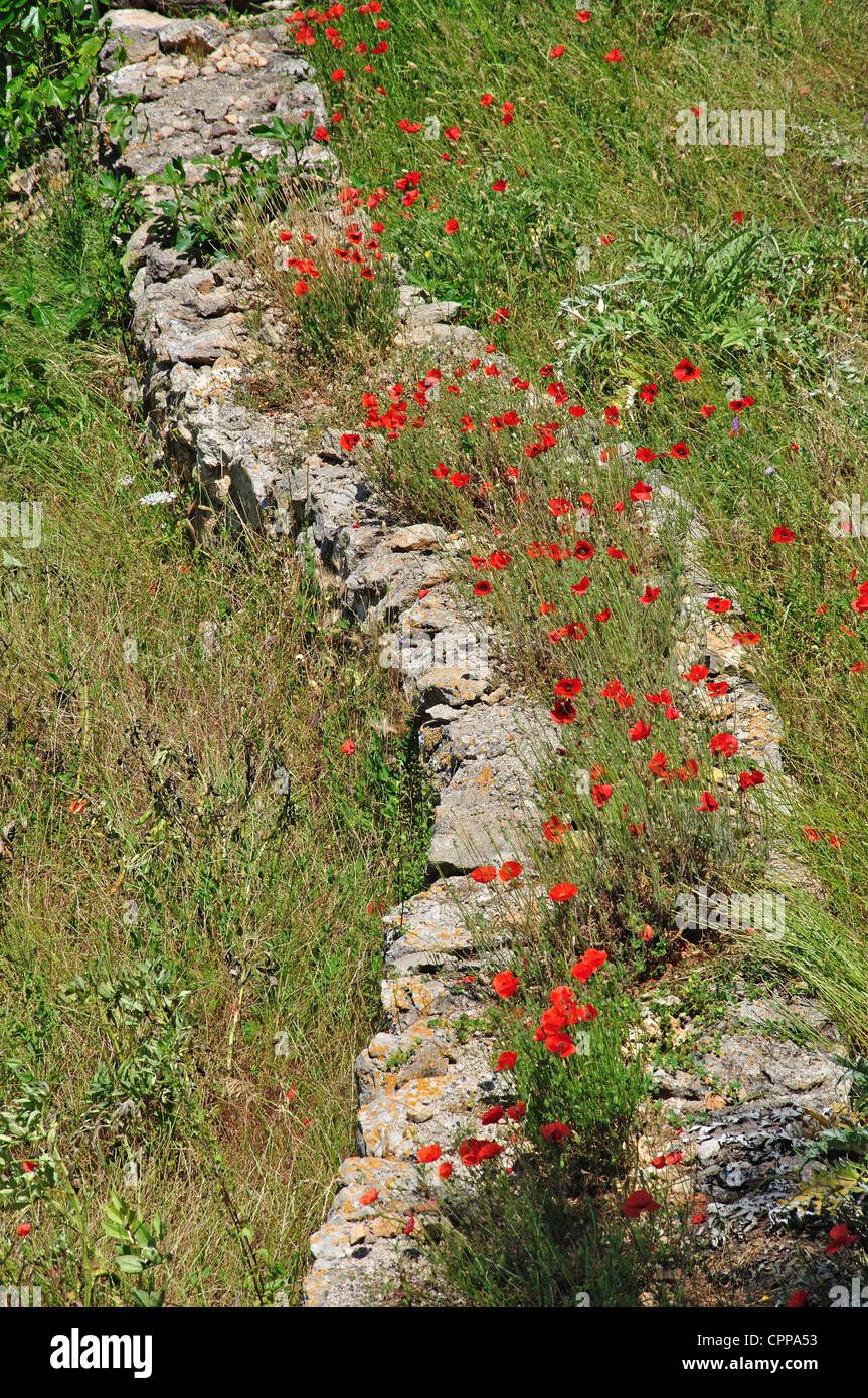 Steinwand bedeckt in roter Mohn, Alaior, Menorca, Balearen, Spanien Stockfoto