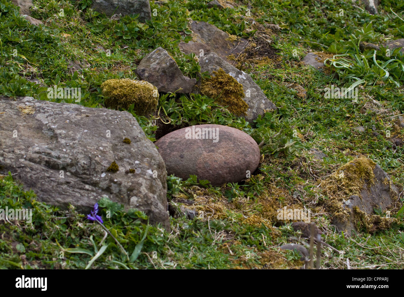 Der Bullaun, "Fluchen" oder Gebet Stein gefunden auf dem Friedhof von Keill auf der Insel von Canna, kleinen Inseln, Schottland Stockfoto
