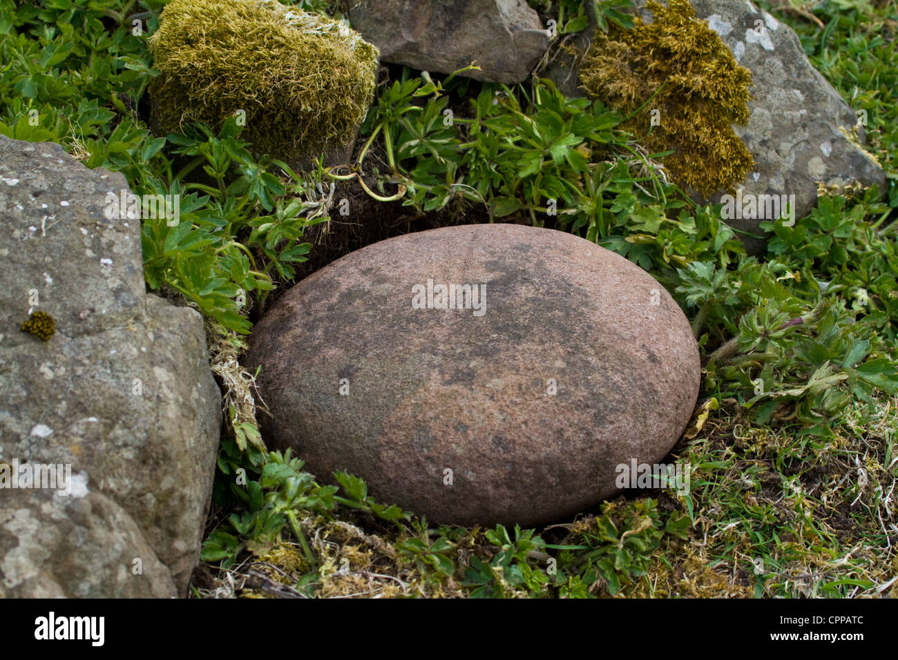 Der Bullaun, "Fluchen" oder Gebet Stein gefunden auf dem Friedhof von Keill auf der Insel von Canna, kleinen Inseln, Schottland Stockfoto