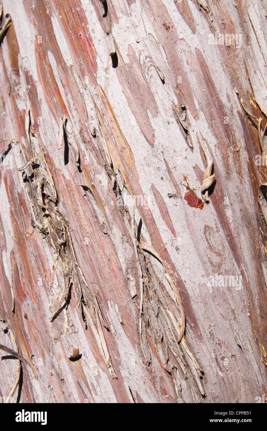 Peeling glatte Arizona Zypresse Cupressus Glabra Rinde Hintergrund detail Stockfoto