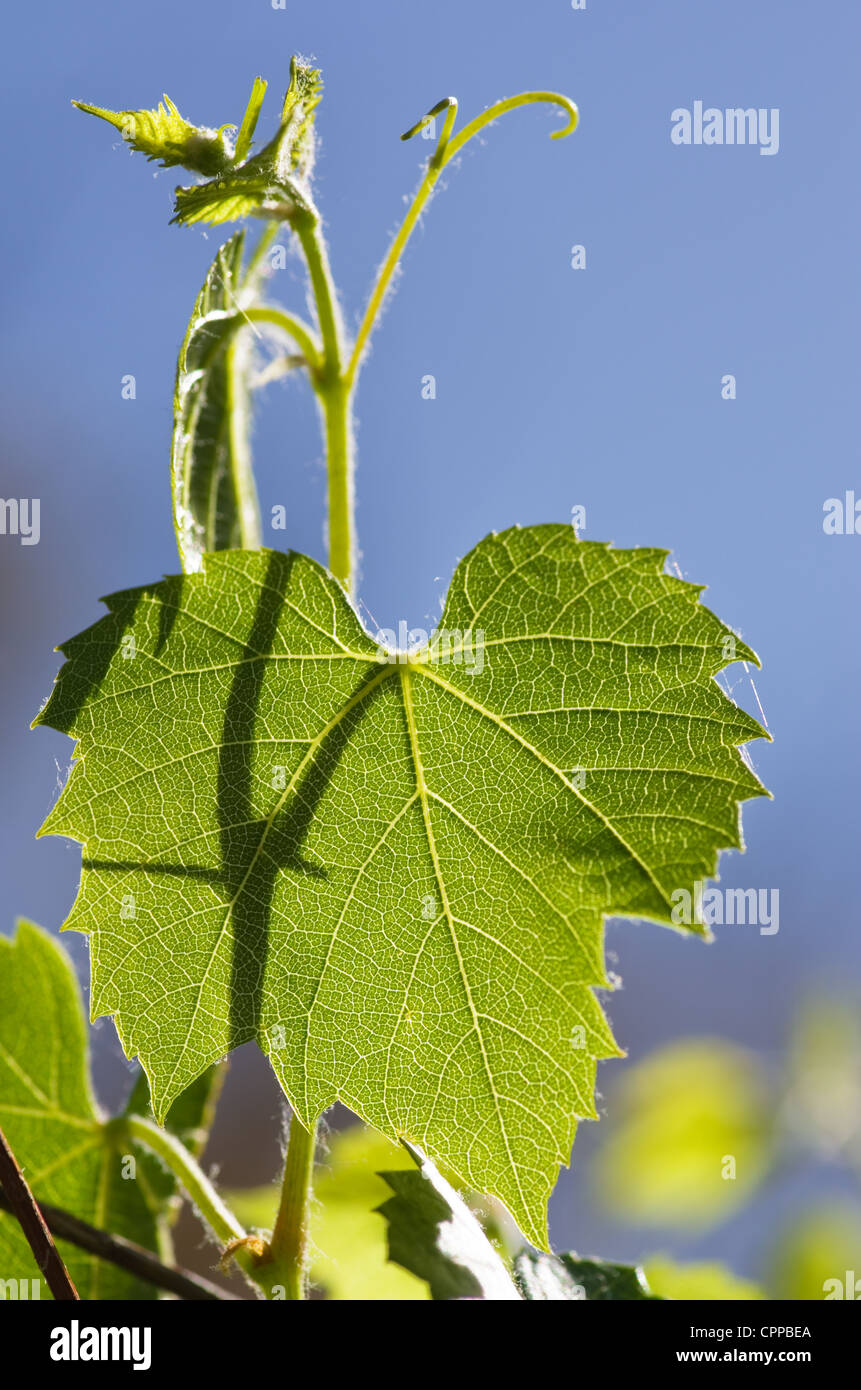 grüne Hintergrundbeleuchtung Weinblatt und Weinstock mit blauen Himmel Stockfoto