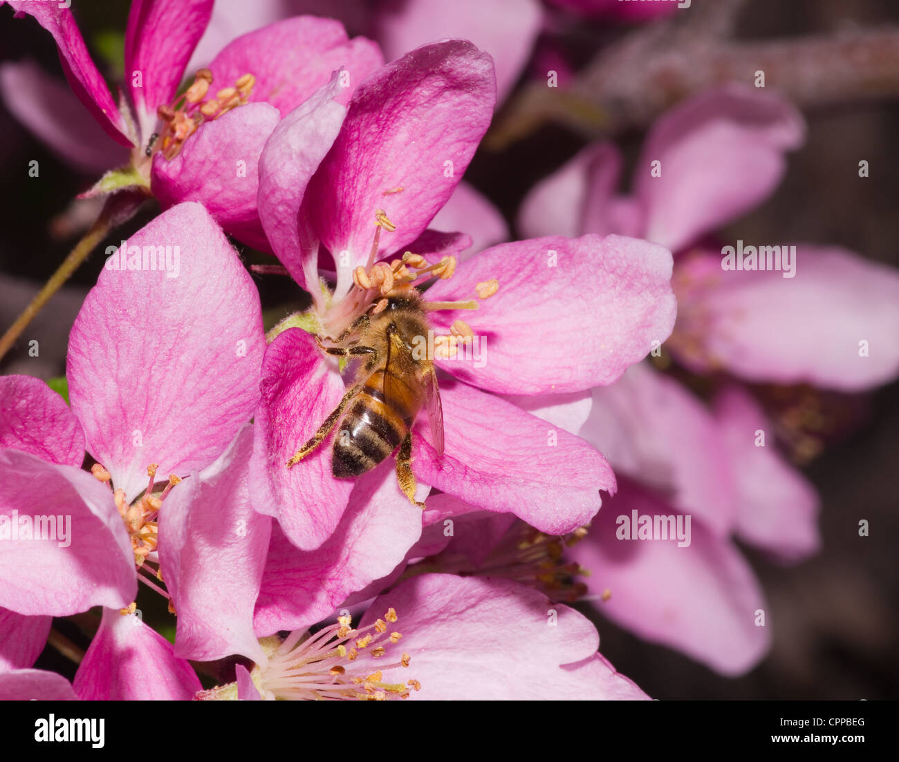 eine Honigbiene bestäubt eine rosa dekorative Blume Blüte Stockfoto