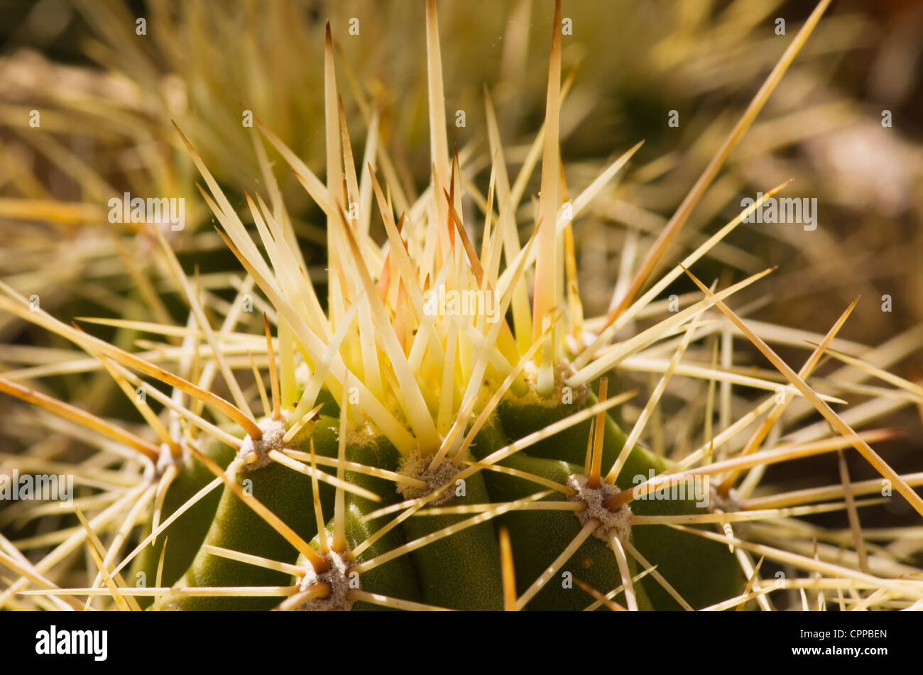 Makro-Bild von vielen Igel-Kaktus-Stacheln Stockfoto