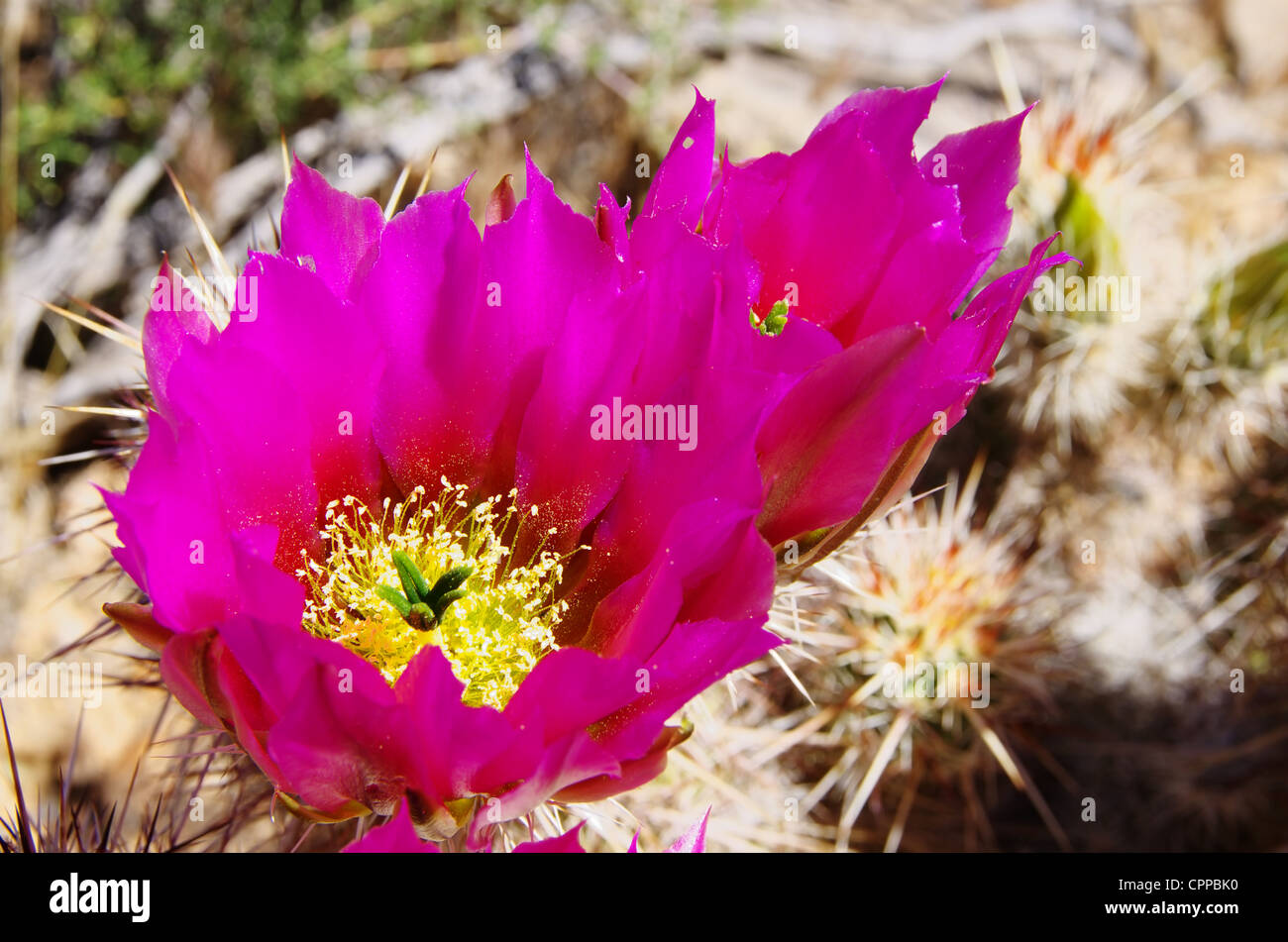 Makro-Bild der rosa Prickly Pear Cactus Blumen Stockfoto