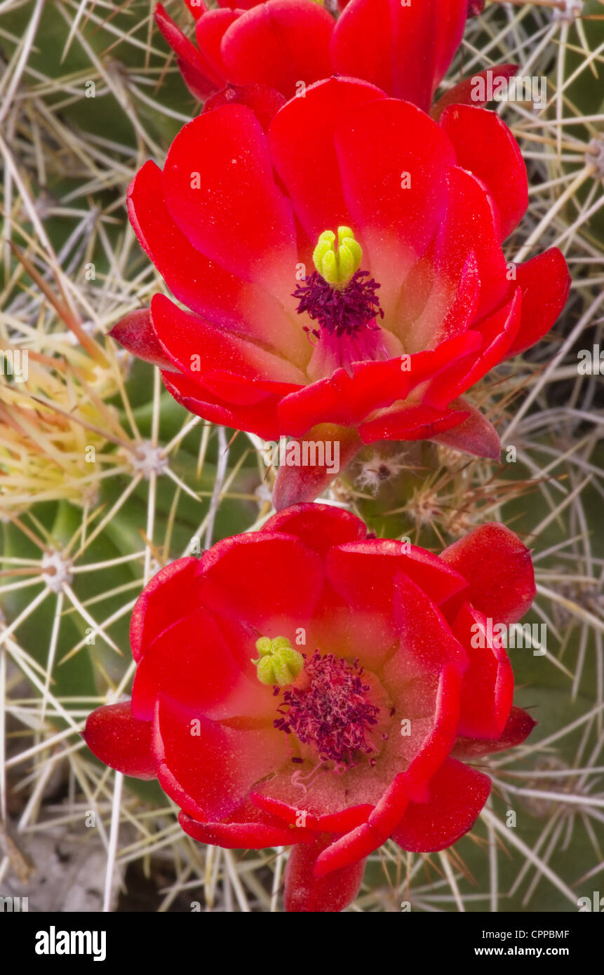Schließen Sie herauf Bild der roten Igel Kaktus Blumen Stockfoto