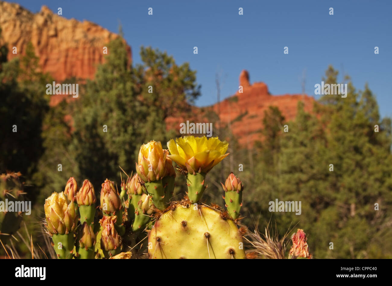 gelbe Stachelige Birne Kaktus Blume in der Nähe von Sedona mit grünen Bäumen und roten Felsen von den Hintergrund unscharf Stockfoto
