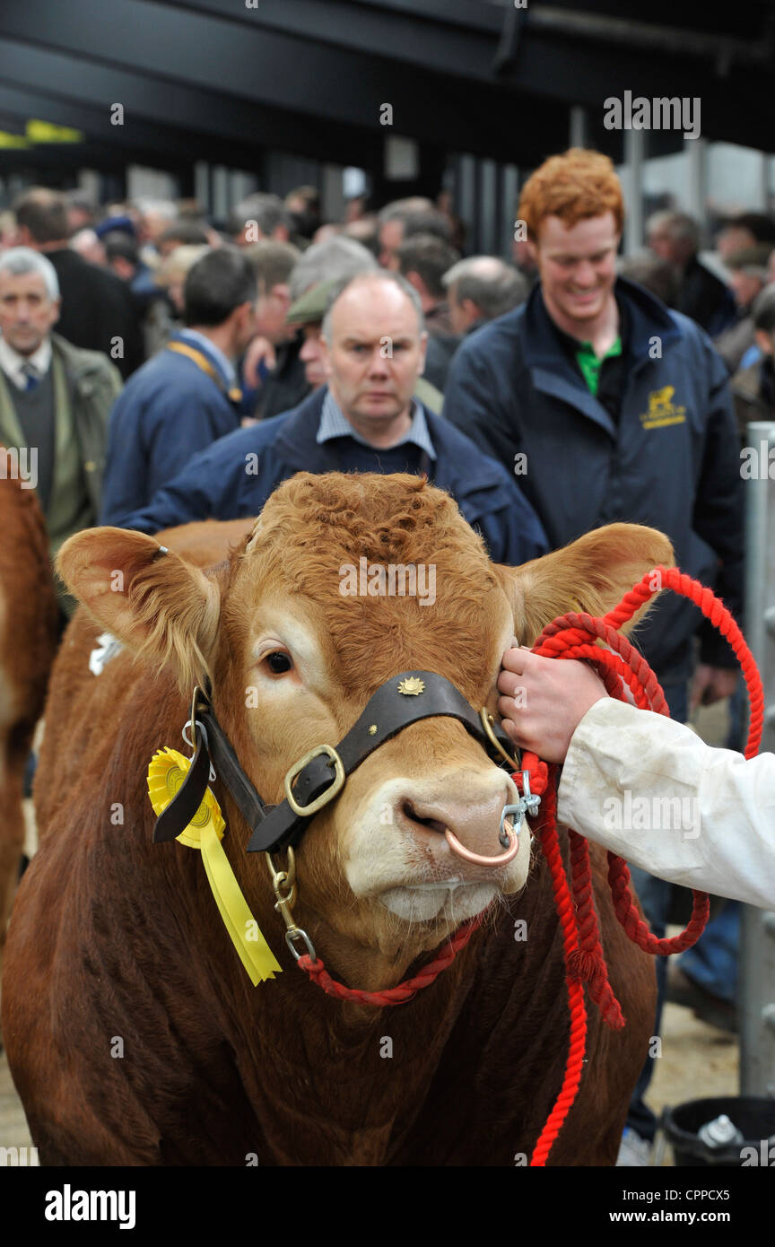 Verkauf-Ring bei Carilsle Auktion Mart - Cumbria vorbereiten Limousin Stiere. Stockfoto