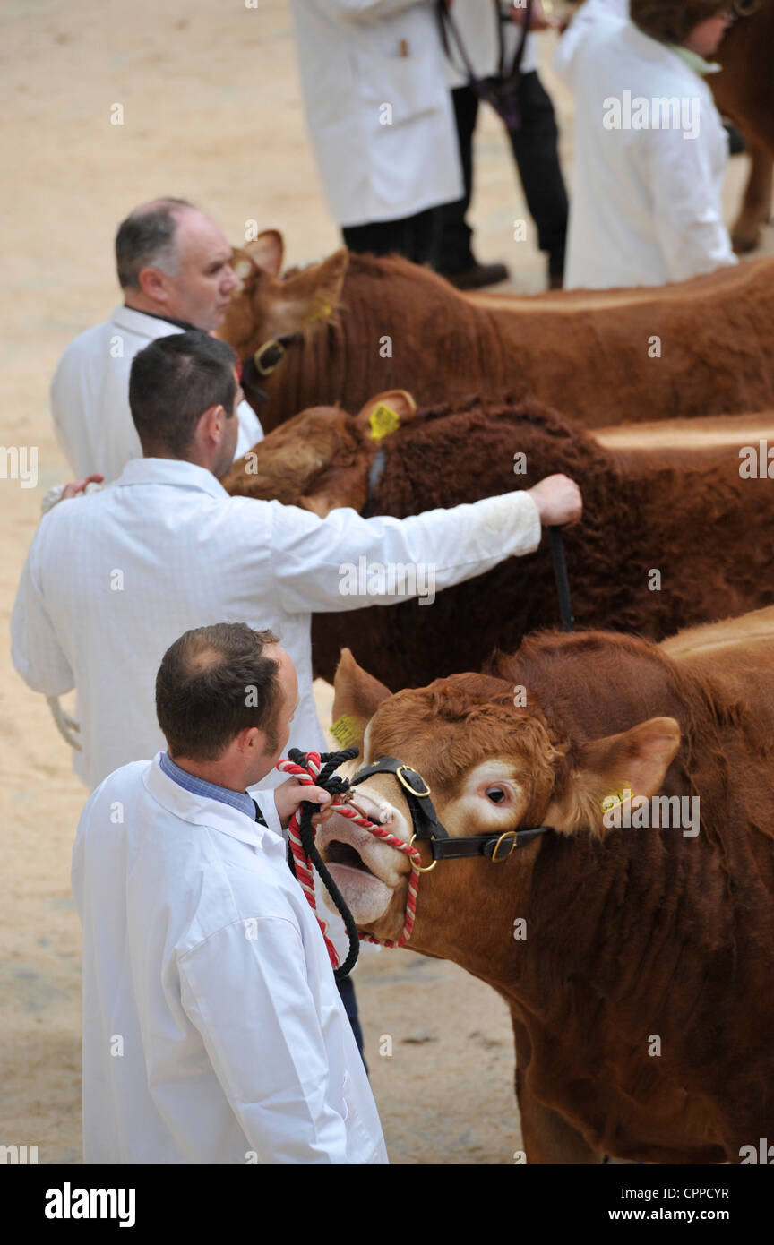 Limousin Stiere werden bei einem Stammbaum Verkauf zeigte abgehaltenen Carilsle Auction Mart - Cumbria. Stockfoto