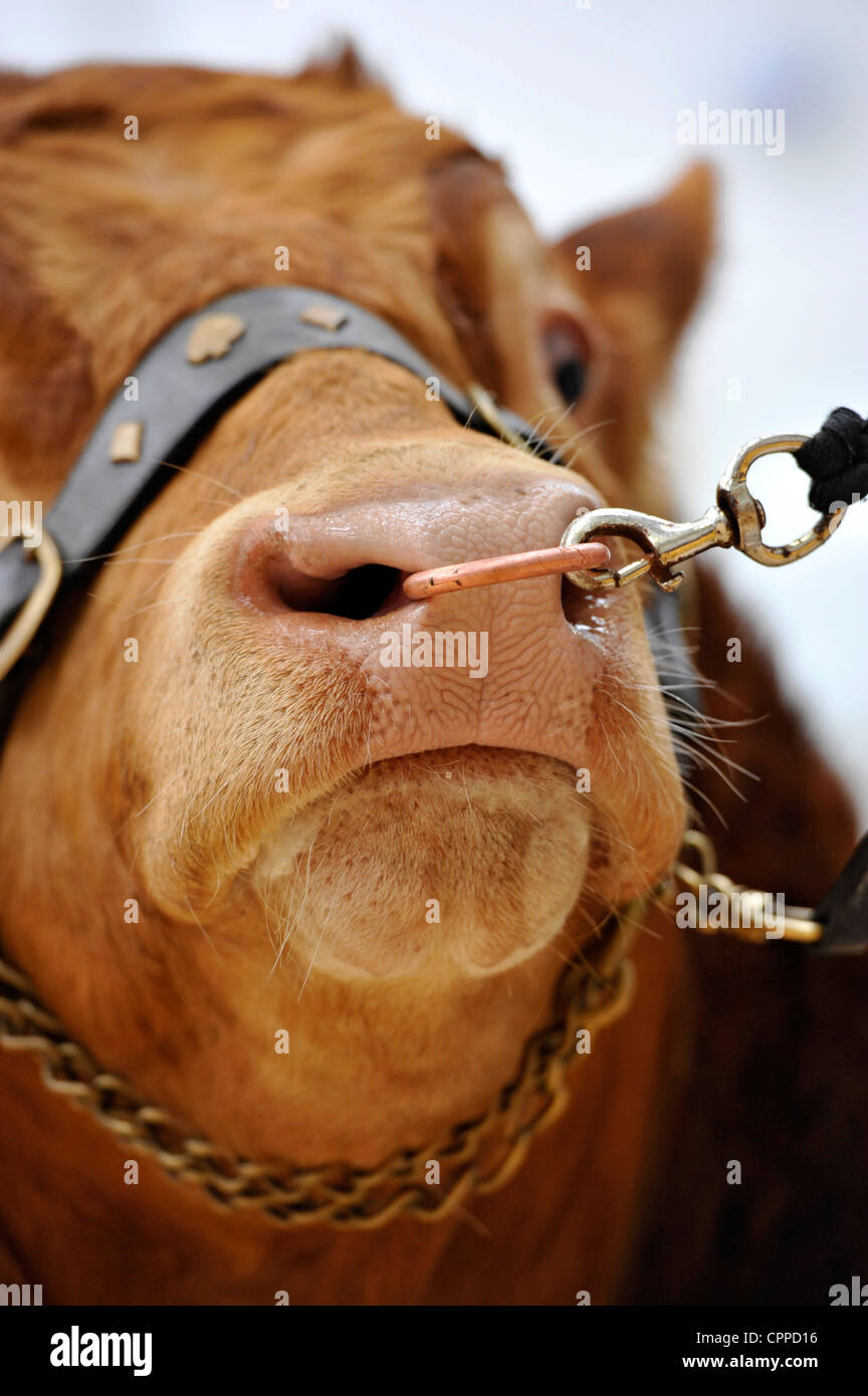 Limousin Stier mit Nasenring und Clip. Stockfoto