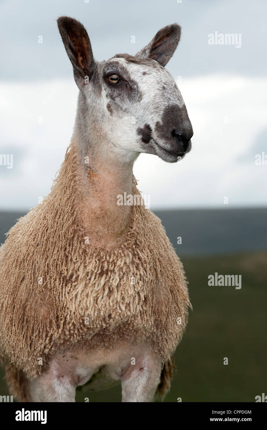 Blaue Leicester konfrontiert Lämmer auf der Weide am Rande des Dartmoor Stockfoto