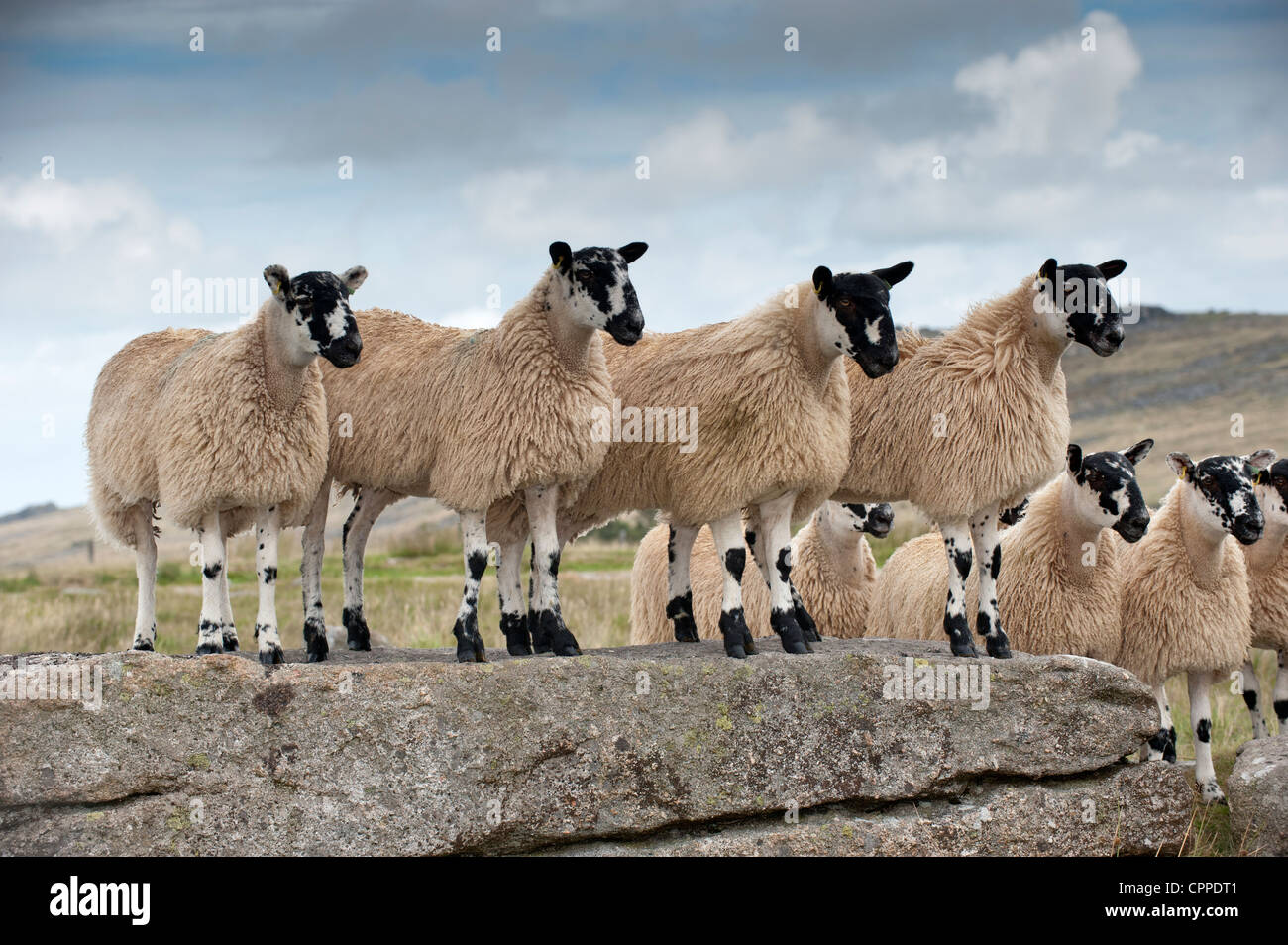 Maultier Gimmer Lämmer, stehend auf Felsvorsprung auf Dartmoor. Stockfoto